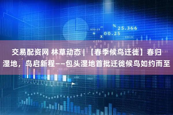 交易配资网 林草动态 | 【春季候鸟迁徙】春归湿地，鸟启新程——包头湿地首批迁徙候鸟如约而至